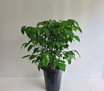 녹보수 대박나무 1