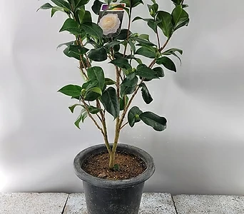겹백동백나무( 높이 80-100) 1