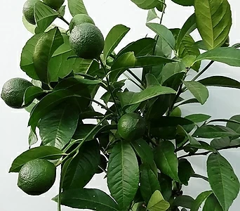 레몬오렌지(열매) 1