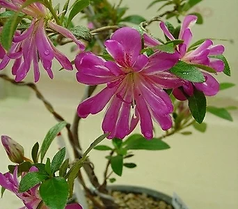 Rhododendron schlippenbachii -   -15 1