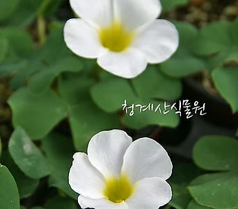 꽃대 푸푸레아 흰사랑초 (구근2개) / 사진촬영 2022년 10월 2일 1