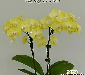 Phalaenopsis .B25.Phal.Sogo Moimi6121...... 1