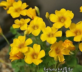 꽃대 애기노랑사랑초(로바타) 1