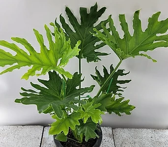 호프셀렘 (한몸) 중품  잎이 넓어  음이온 팡팡 1
