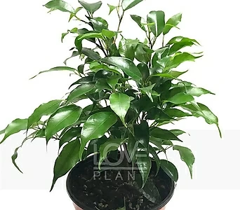 벤자민고무나무 관엽식물 일반 청 벤자민 고무나무 공기정화식물 1