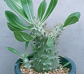 Echeveria agavoides f.cristata름벤세멋쟁이아프리카식물입니다큼직합니다1082산아래다육이 1082 1