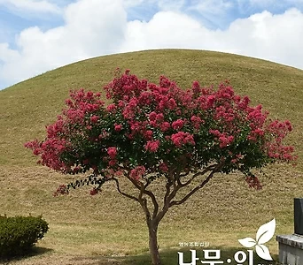 배롱나무 목백일홍 개화주 지름3cm 1