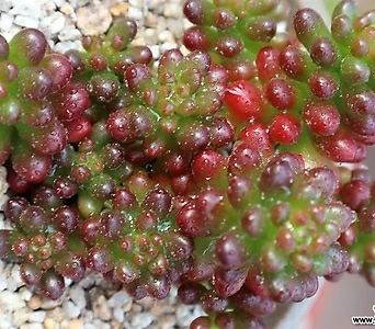 Sedum Rubrotinctum Redberry  1