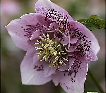 헬레보러스(크리스마스로즈) 아네모네  핑크 스팟티드 NO.5-A  겨울꽃 꽃식물 월동식물  반겹 꽃보러가자 1