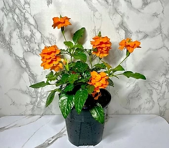 화초 크로산드라 주황색꽃 가을꽃 1
