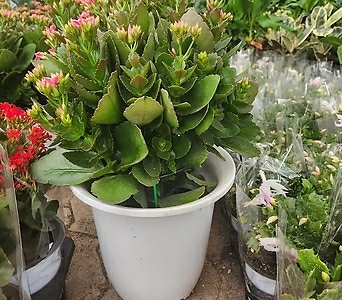 가랑코에 카랑코에 인기꽃식물 한정수량판매 특 1