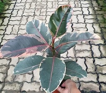 루비고무나무(랜덤배송) 소품 - 잎끝이 붉은빛 1