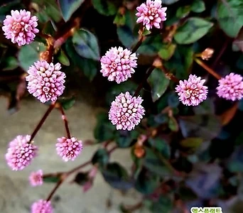 [꽃씨] 갯모밀 분홍 30립 1