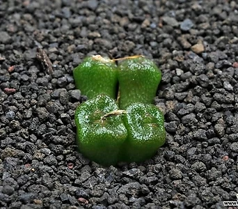 7199-C.ectypum ssp. cruciatum 크루시에텀4두 1