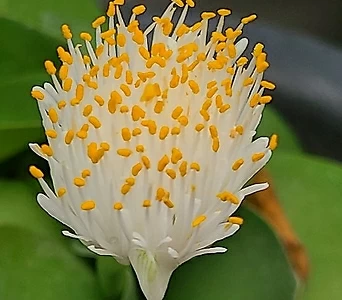 알비프로스.헤만투스.털군자란.밍크붓꽃.상태굿.흰색꽃.고급종.인기상품. 1