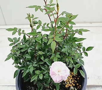 Rosa multiflora  1