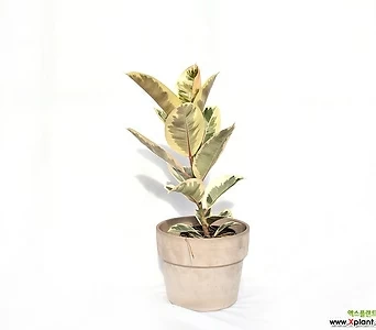 수채화고무나무 Ficus Elastica Tineke 중품 공기정화식물 플랜테리어 인테리어 서비내  반려식물 1