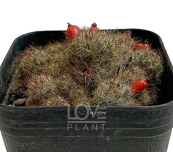 송하 군생 금송옥 빨간 열매 꽃피는 선인장 종류 소품 플랜테리어 다육이 공기정화식물 1