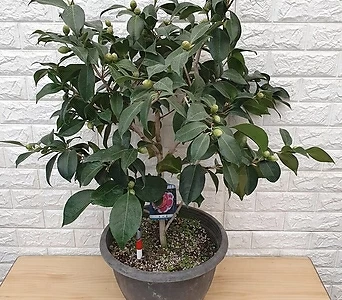 우노포 동백나무 대품250 1