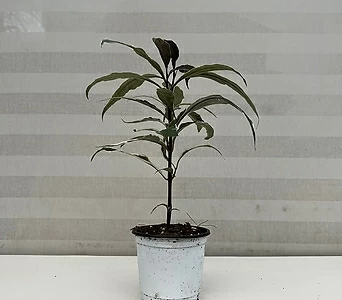 저스티시아 고무나무 희귀식물 1