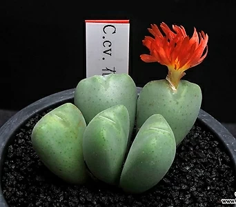 Conophytum Hanaguruma 7229-C.cv. 花車5 1