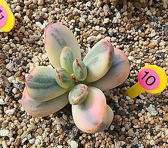 Cotyledon orbiculata cv variegated 10304 1