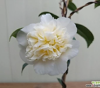 (单品)Echeveria agavoides f.cristata주황동백12번 12 1