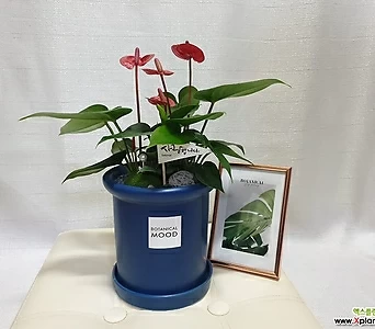 안시리움레드 블루 높이15x너비14cm 완성화분 관엽 공기정화식물 식물 인테리어 1