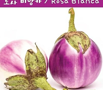 로사 비앙카 Rosa Bianca 예쁜가지 희귀가지 키우기세트 교육,체험용 세트 1