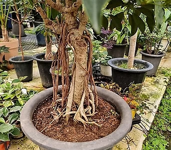 명풍근상홍콩나무 1