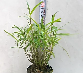 Dendrobium hancockii  1