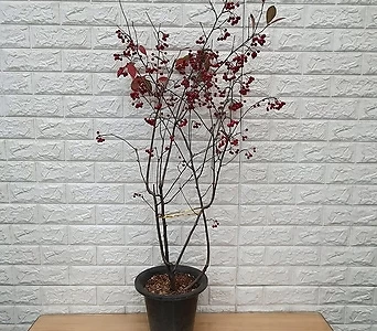 꼭지윤노리58 - 섬개야광나무 1