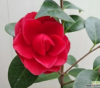 (单品)黑色玫瑰동백8번 8 1