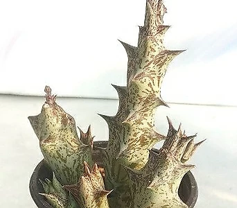 Stapelianthus decaryi Choux72 72 1