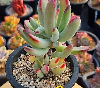 Cotyledon orbiculata cv variegated 1103445 1
