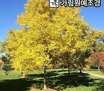 황금회화 나무 묘목 정원수 활엽수 가림원예조경 1