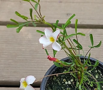 흰색바람개비사랑초(꽃대) 1