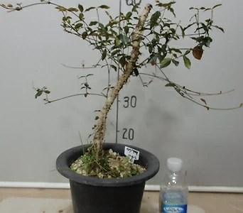 Trachelospermum asiaticum var. majus 11-7-2-- 1