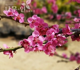 홍매화(설중매)분홍꽃나무 분뜨기 1