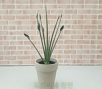 [도희씨네 정원] 앳지퀸 꽃피는 소엽 극락조 250 1