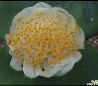 알비프로스.헤만투스.데포미스.털군자란.밍크붓꽃(흰색꽃).고급종.희귀종.인기상품. 1