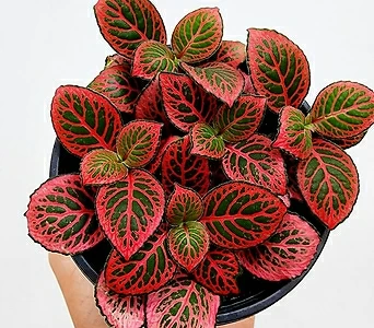 꽃나무팜 피토니아 단일색상 소품 무늬식물 공기정화 테라리움 인테리어식물 1