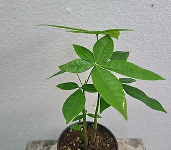 실내공기정화식물 작은 파키라 소품 10-25cm 32 1