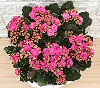 칼란디바 핑크23 - 겹꽃 퀸로즈 1