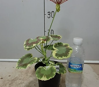 Geranium/Pelargonium -- 1