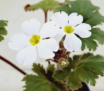 가고소앵초 흰꽃 1