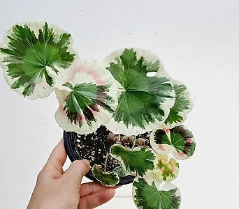 Pelargonium(Geranium) // 30 1