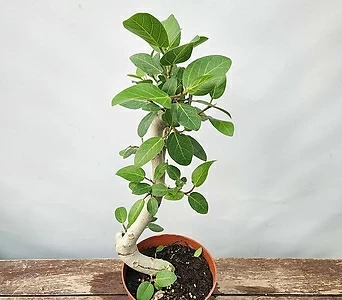 오도리 ( 뱅갈고무나무 , 50-60cm )  1