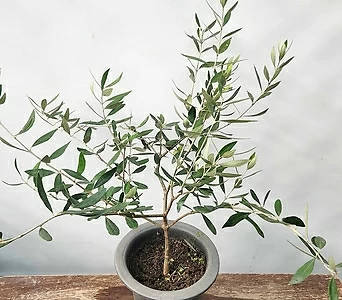 올리브나무 ( 감람나무 , 60-70cm ) 1