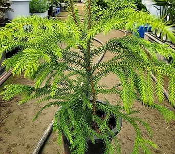 아레우카리아 공기정화식물 실내식물 거실화분 트리나무 엑스플랜트 엑플 1